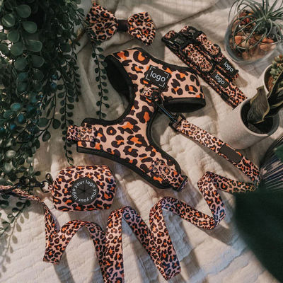 Les animaux de compagnie sont équipés d'un harnais de chien, une laisse et un collier sans traction, un gilet doux en maille de néoprène pour les animaux de compagnie, pour marcher et courir.