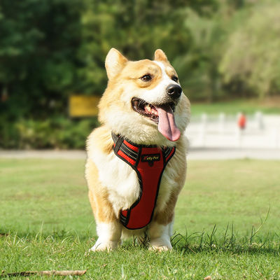 Éclaircir le harnais de chien Passez à la mode avec un matériau en polyester imperméable et réfléchissant